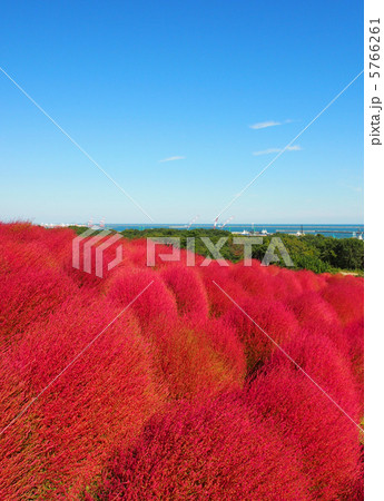 コキアの丘 コキアの丘 5766261