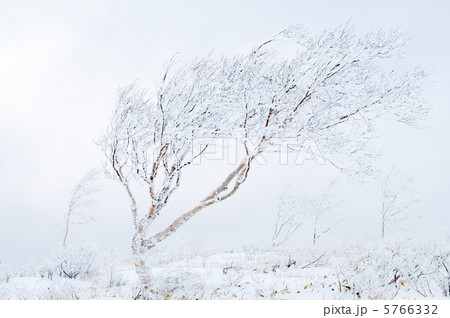 樹氷の雪原 樹氷の雪原 5766332