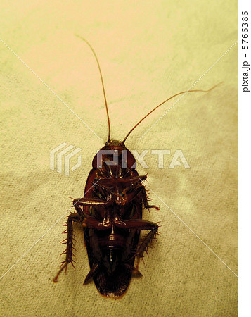 ゴキブリ9546 5766386