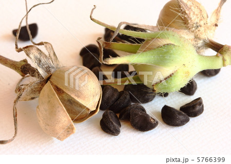 朝顔の種 5766399