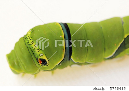ナミアゲハの幼虫 ナミアゲハの幼虫 5766416