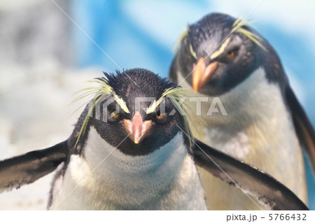 イワトビペンギン イワトビペンギン 5766432