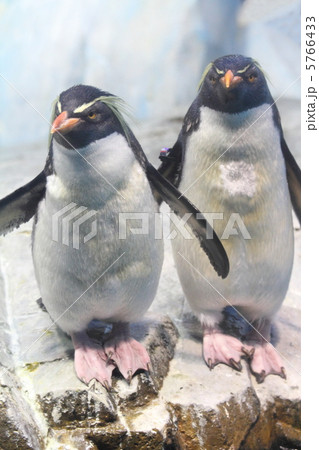 イワトビペンギン イワトビペンギン 5766433