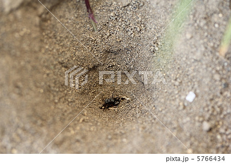 蟻地獄 蟻地獄 5766434