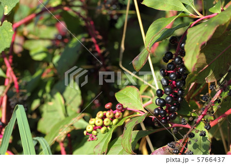 ヨウシュヤマゴボウ 5766437