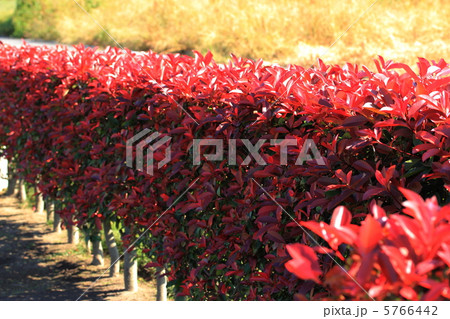 カナメモチ 5766442