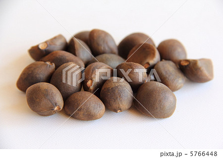 椿の種 椿の種 5766448