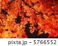 紅葉 36 5766552