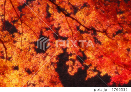 紅葉 36 5766552