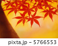 紅葉 35 5766553