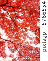 紅葉 34 5766554