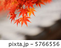 紅葉 32 5766556