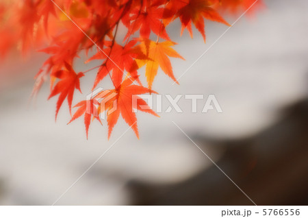 紅葉 32 紅葉 32 5766556