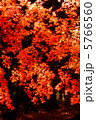 紅葉 28 5766560