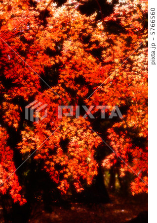 紅葉 28 紅葉 28 5766560