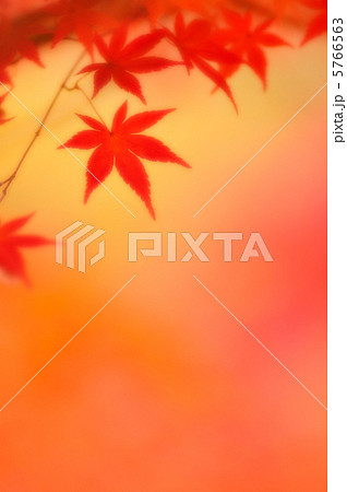 紅葉 25 5766563