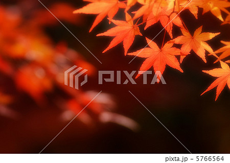 紅葉 24 5766564