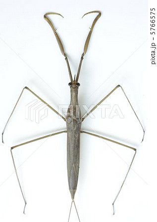 ミズカマキリ 5766575