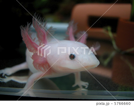 ウーパールーパー ウーパールーパー 5766660