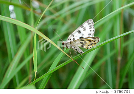 ヒョウモンエダシャク 5766735