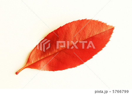 カナメモチの葉 カナメモチの葉 5766799