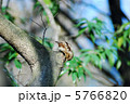 アリスイ 5766820