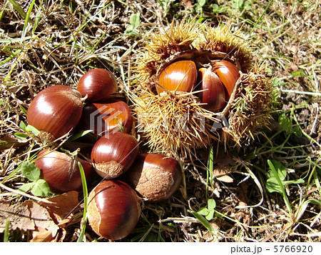 秋の味覚 栗(クリ) 秋の味覚 栗(クリ) 5766920