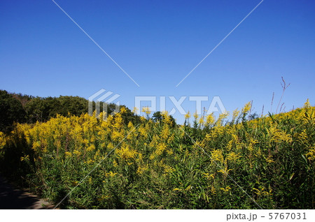 10月　セイタカアワダチソウ・キク科06 5767031