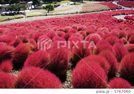 10月　コキア・アカザ科11紅葉コキア畑・ひたち海浜公園 5767060