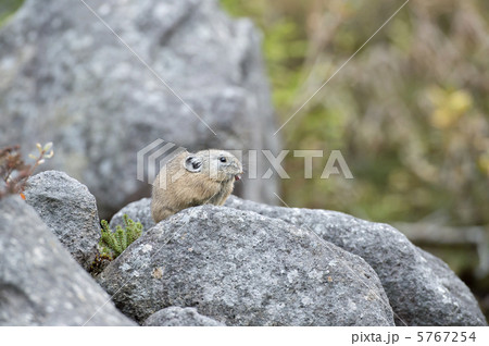 エゾナキウサギ エゾナキウサギ 5767254