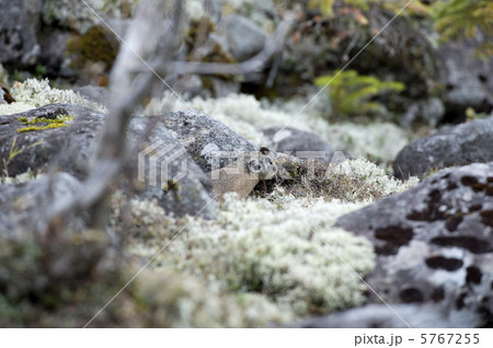 エゾナキウサギ 5767255