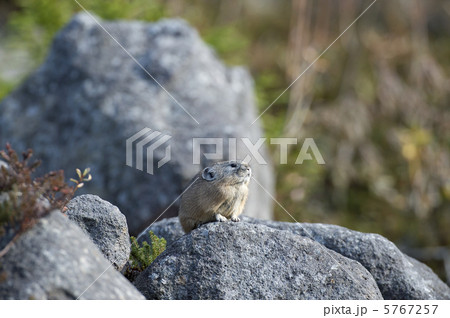 エゾナキウサギ 5767257