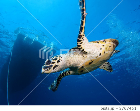 タイマイ 5767451