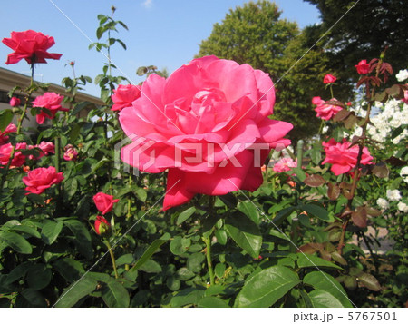 バラ（マリアカラス） 5767501