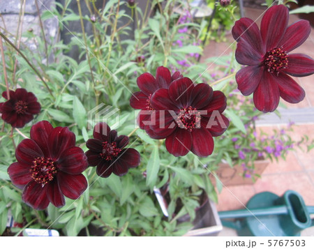 チョコレートコスモス 5767503