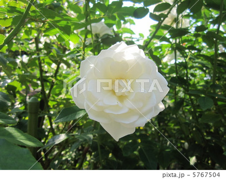 バラ（シュネービッチェン） 5767504