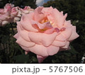 バラ 5767506