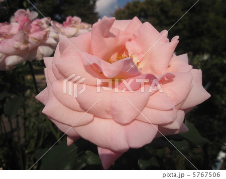 バラ 5767506