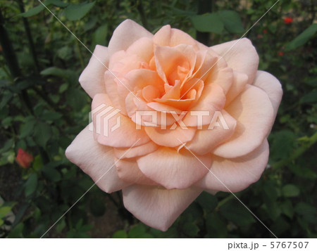 バラ 5767507