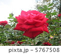 バラ 5767508