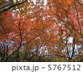 紅葉 5767512