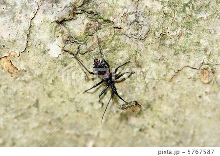 ヨコヅナサシガメの捕食 5767587
