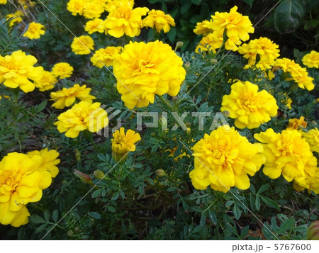 マリーゴールド咲く2 マリーゴールド咲く2 5767600
