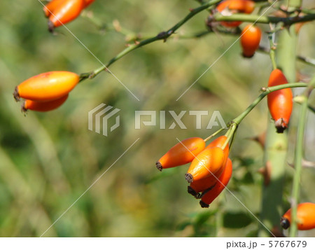 ローズヒップ（ロサカニナ） 5767679