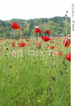 季節のたより 5767725