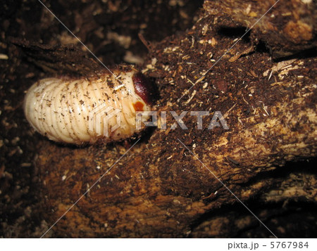 カブトムシの幼虫が朽木を食べているところ 5767984