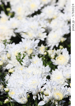 満開の白い菊の花 5768024