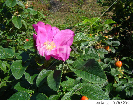 ハマナス 5768050