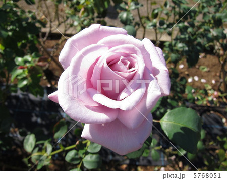 バラ　（ブルームーン） 5768051