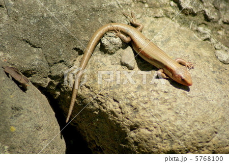トカゲ トカゲ 5768100